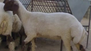 Чистокръвни овце - Аваси