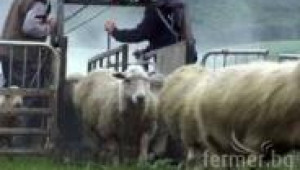 Ето как фермери отглеждат овце в Н.Зеландия