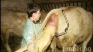Животновъдство във Франция - израждане на теле