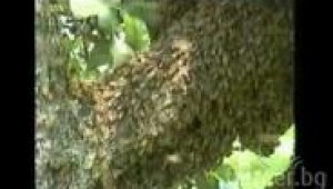 Пчелен рояк на крушата