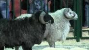 Изложба на различни породи овце 