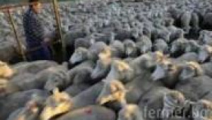 Прибиране на овце