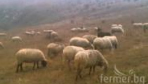 Овцете на паша