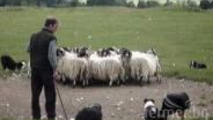 Събиране на овце с овчарски кучета