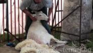 Подстригване на овце