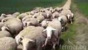 Стадо овци