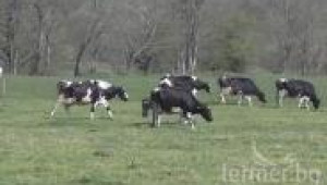 Крави на полето