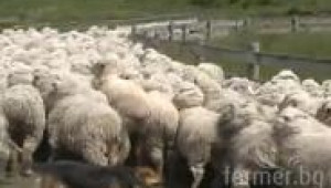 Работещи овчарски кучета