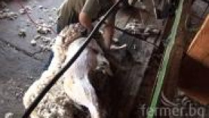 Скоростно стригане на овце в Калмикия