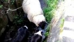 Овчарски кучета спасяват овца