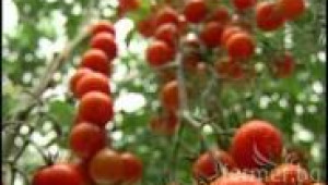 Промишлено производство на парникови домати