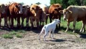 Куче срещу стадо крави