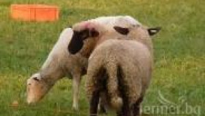 Чифтосване при овце