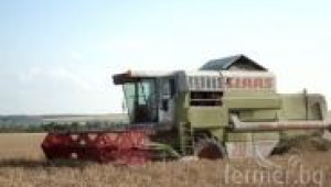 жътва 2013 пшеница