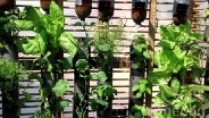 зеленчукова градина в бутилки