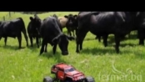 Крави гонят малка ел.количка на поляната (Смях)