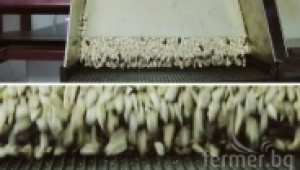 Почистване и сортиране на белен слънчоглед до 99,99% чистота с фотосепаратор CSort - Agri.bg