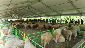 Събор на овцевъдите - село Арбанаси