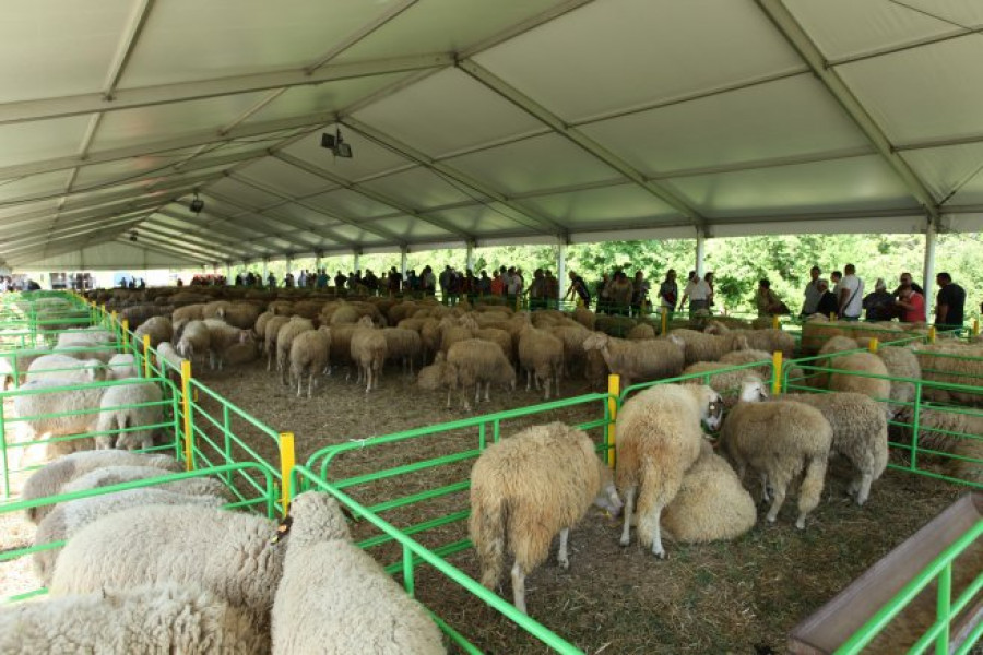 Събор на овцевъдите - село Арбанаси - Снимка 1