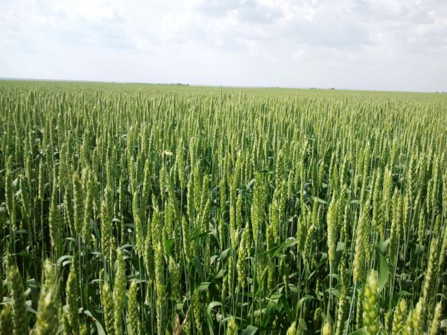 Пшеница  торена с продукти на Лебозол, гр.Кнежа - Снимка 1