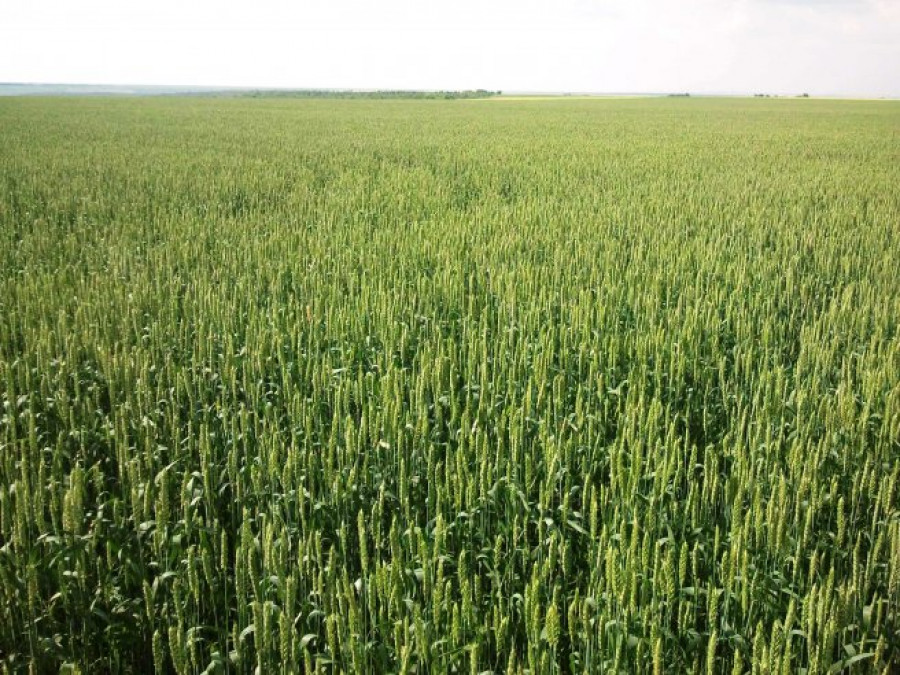 Пшеница  торена с продукти на Лебозол, гр.Кнежа - Снимка 2