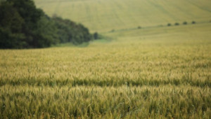Състояние на пшеницата - 5-и Юни 2012 Ловеч
