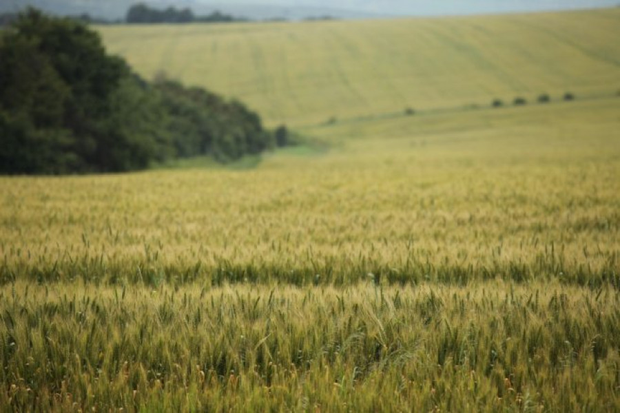 Състояние на пшеницата - 5-и Юни 2012 Ловеч - Снимка 1