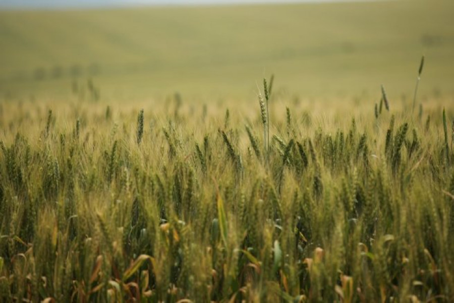Състояние на пшеницата - 5-и Юни 2012 Ловеч - Снимка 2