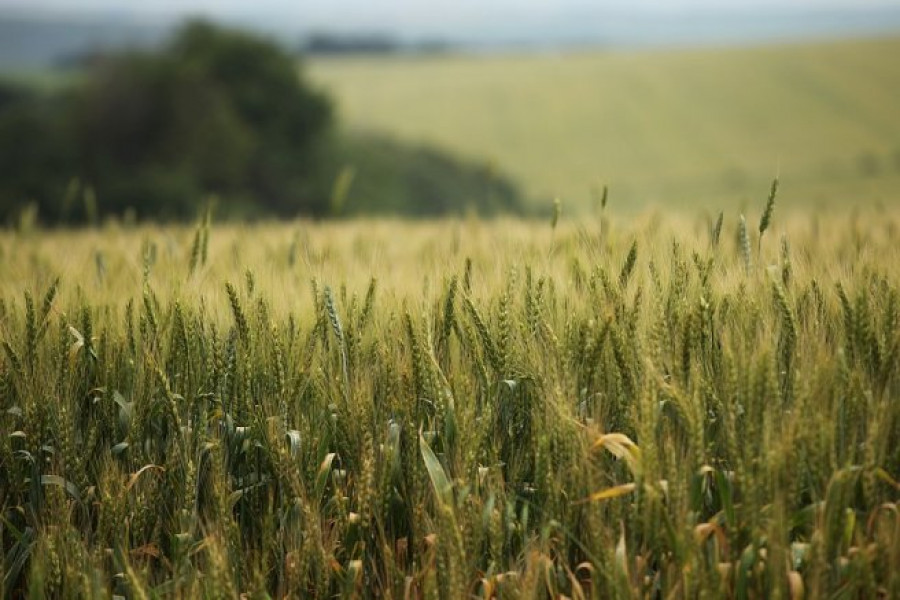 Състояние на пшеницата - 5-и Юни 2012 Ловеч - Снимка 3