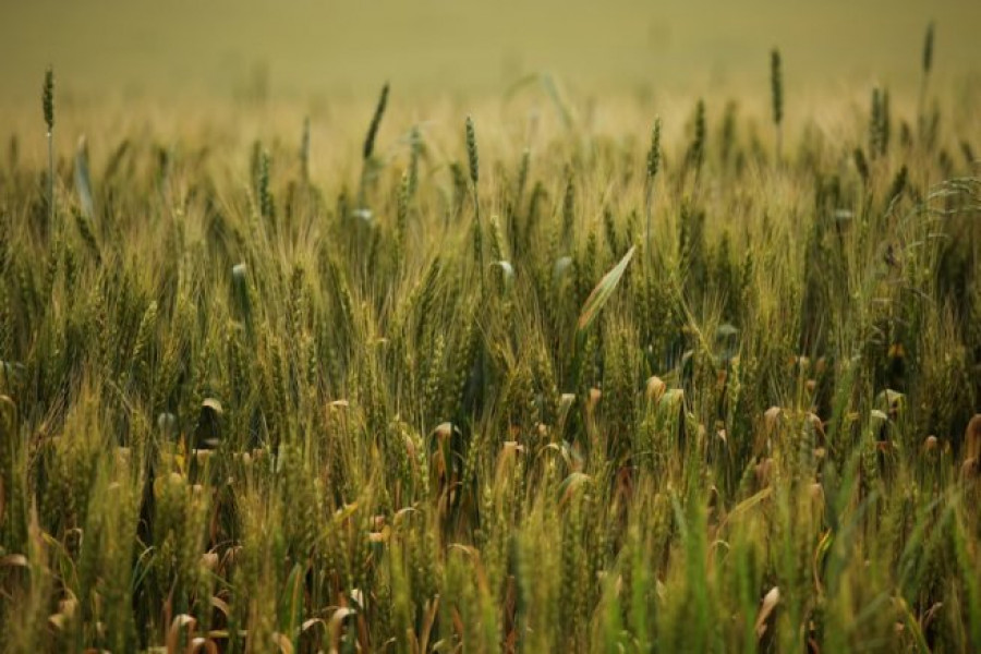 Състояние на пшеницата - 5-и Юни 2012 Ловеч - Снимка 4