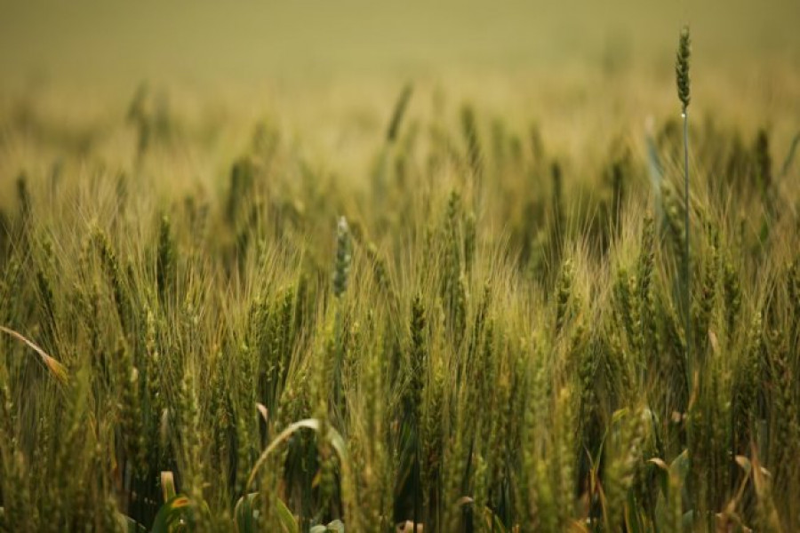 Състояние на пшеницата - 5-и Юни 2012 Ловеч - Снимка 5