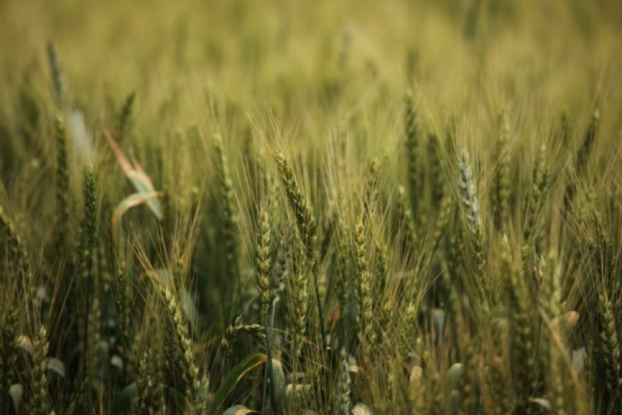Състояние на пшеницата - 5-и Юни 2012 Ловеч - Снимка 6