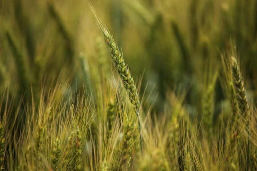 Състояние на пшеницата - 5-и Юни 2012 Ловеч - Снимка 7