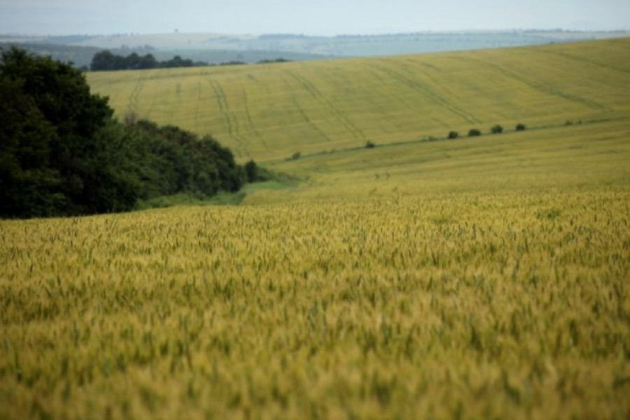 Състояние на пшеницата - 5-и Юни 2012 Ловеч - Снимка 8