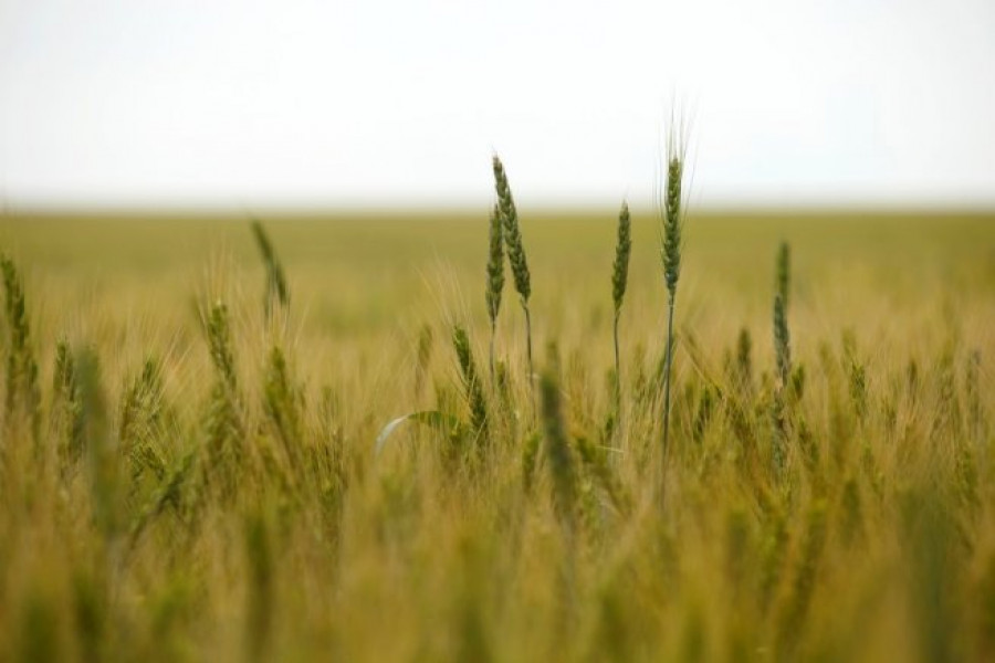 Състояние на пшеницата - 5-и Юни 2012 Ловеч - Снимка 9