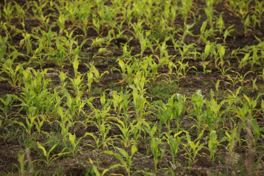Състояние на царевицата след дъждовете - Юни - Ловеч, Троян, Плевен, Павликени - Снимка 1