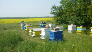 Първи опити в подвижно пчеларство
