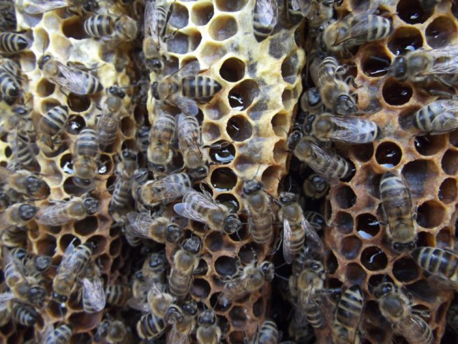 Пчеларство - Снимка 1