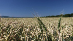 Състояние на пшеницата - Шумен , Юни 2012
