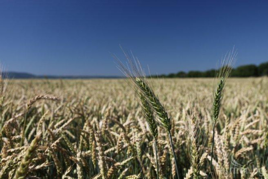 Състояние на пшеницата - Шумен , Юни 2012 - Снимка 1