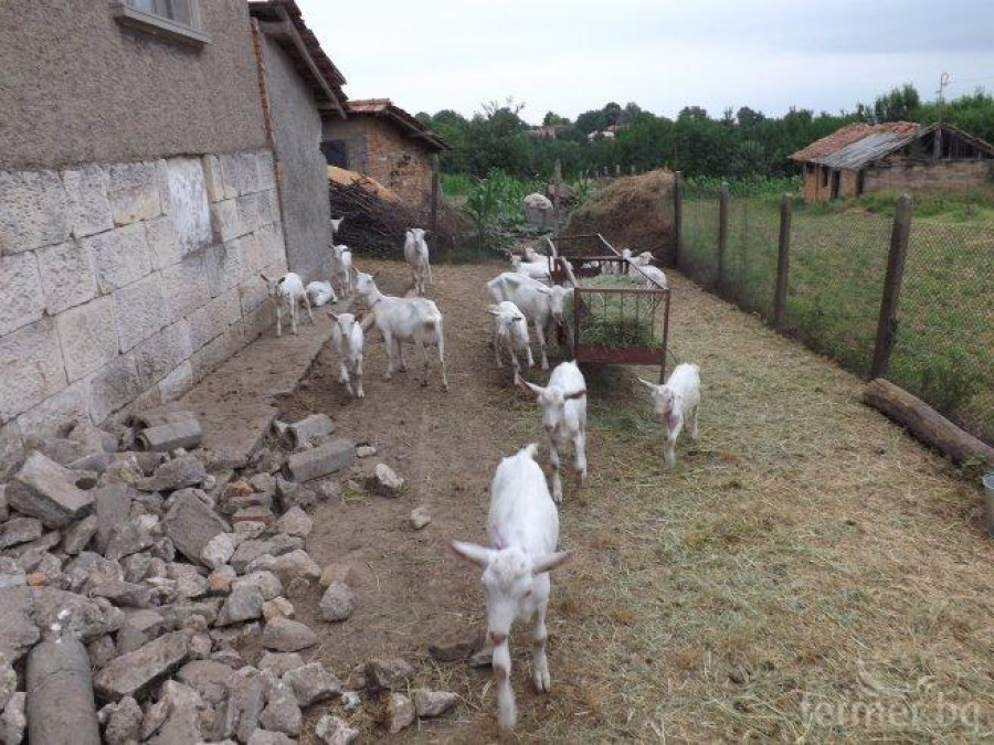 Чистокръвни Саански кози и пръчлета - вече в България  :) - Снимка 1