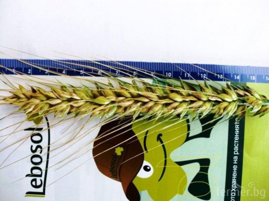 Пшеница  торена с продукти на Лебозол - Снимка 1
