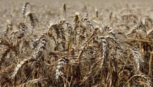 Жътва на пшеница - 5-и Юли 2012