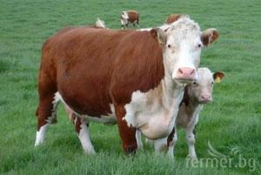 херефорд крава - Снимка 1