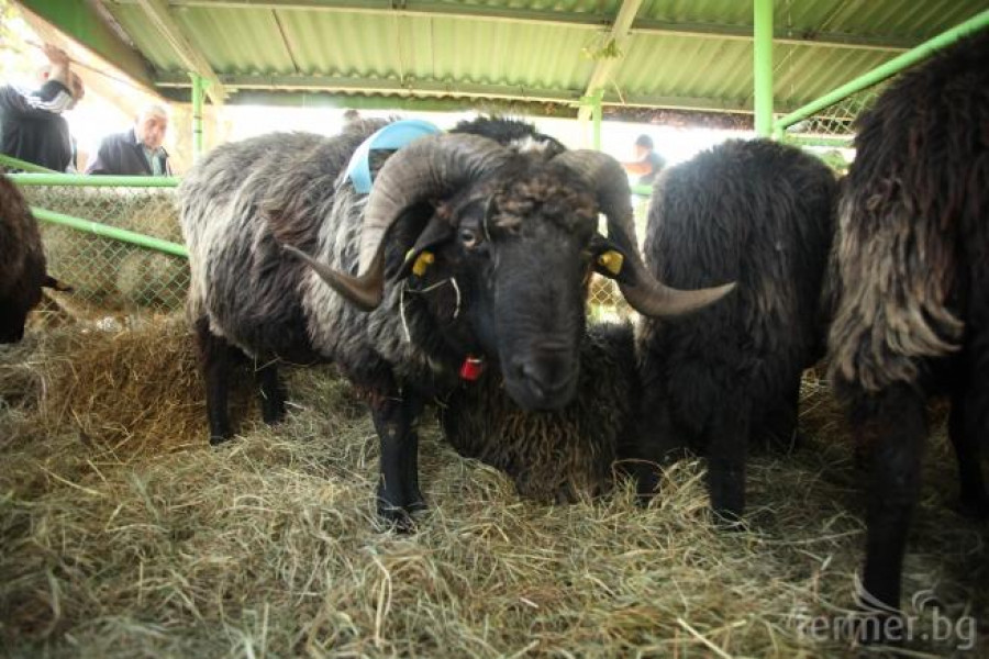 Изложение по животновъдство - Сливен 2012 - Снимка 6