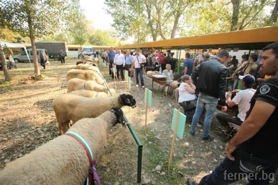 Изложение по животновъдство - Сливен 2012 - Снимка 10