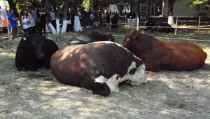 Десетото Национално Изложение по животновъдство в Сливен 2012 