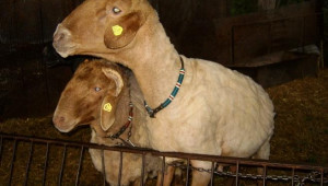 продава се овен порода аваси цена 250 лв тел.0894725129 район Враца