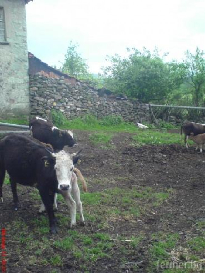 моите крави и теленца - Снимка 1