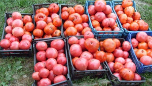 Произвели сме с 25% по-малко домати